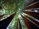 Sequoia sempervirens